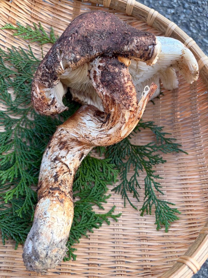 a*o様 【超特大】　　国産松茸　　350g 徳島県産