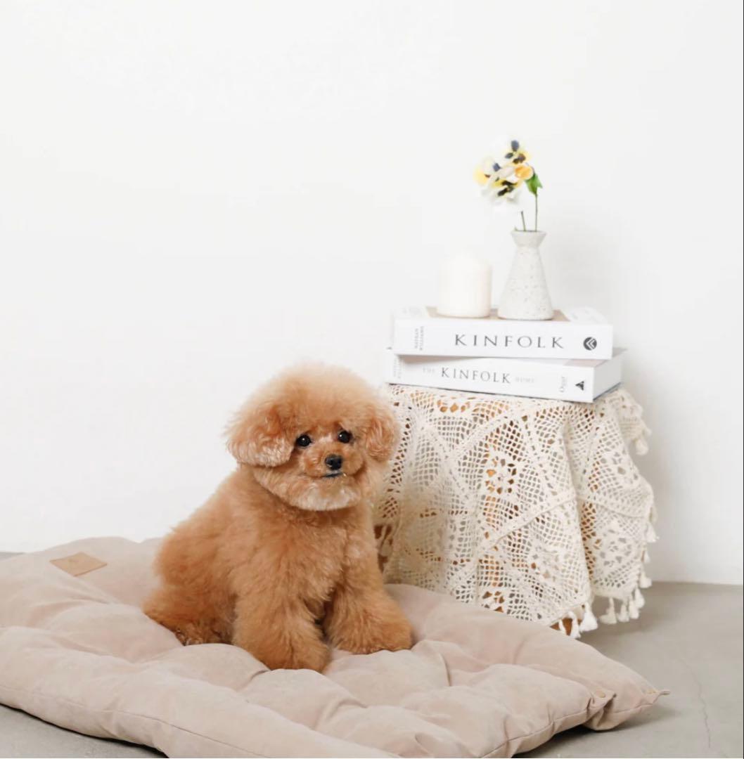 モンシェリ　3wayクッションベッド　ピンクカラー