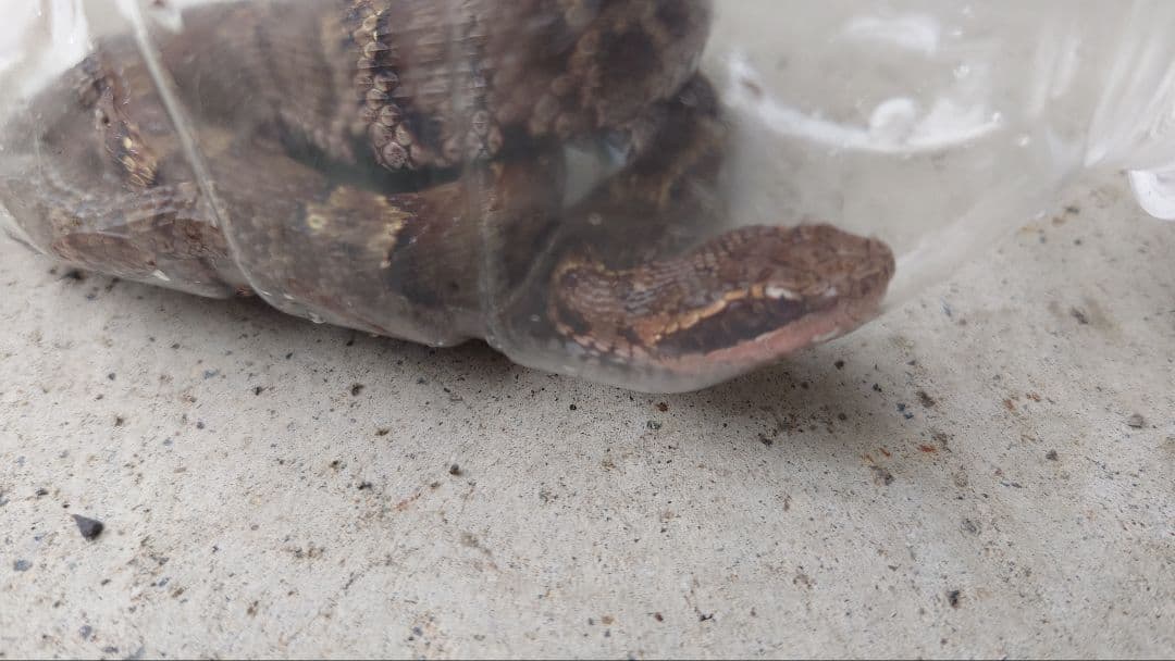 マムシ酒（岐阜県産）