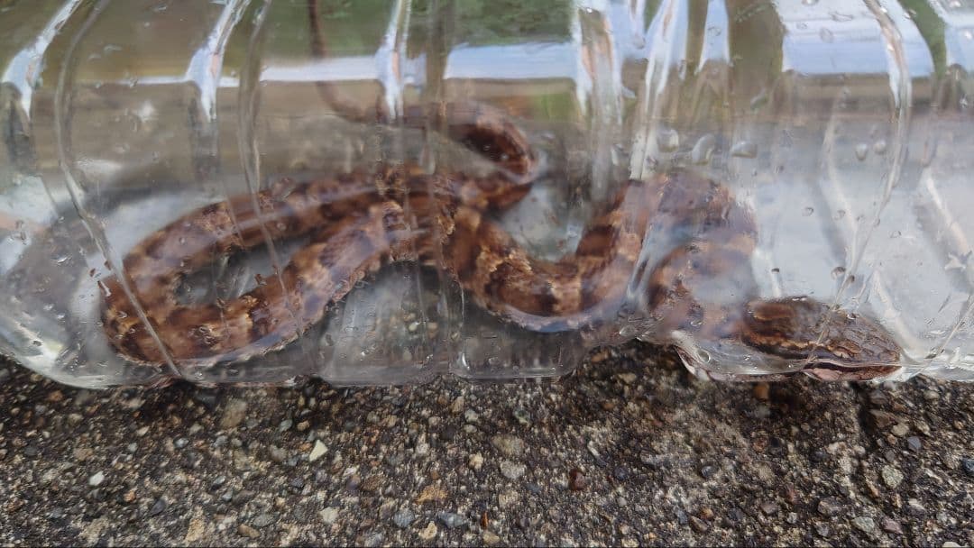 マムシ酒（岐阜県産）