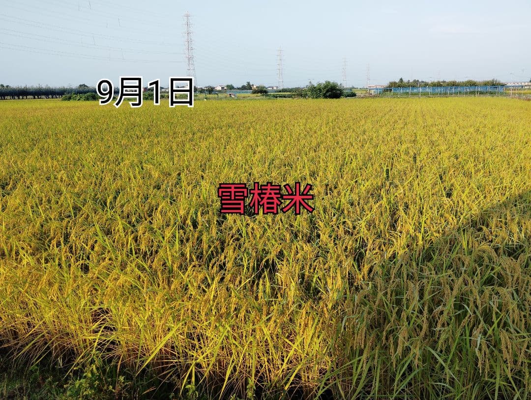 特別栽培米新潟県産コシヒカリ20k