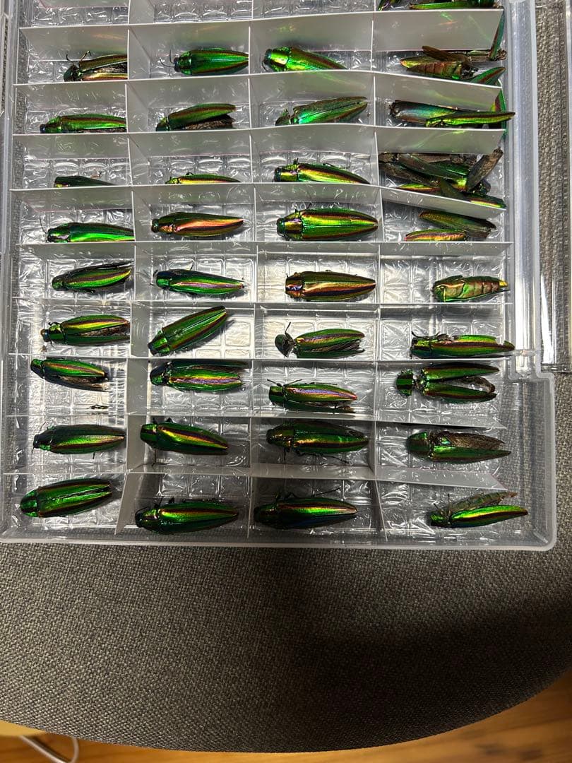 昆虫標本 緑色と金色の光沢 収納ケース付き