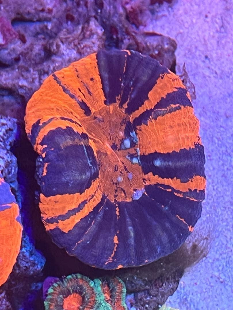 スコリミア Warpaint