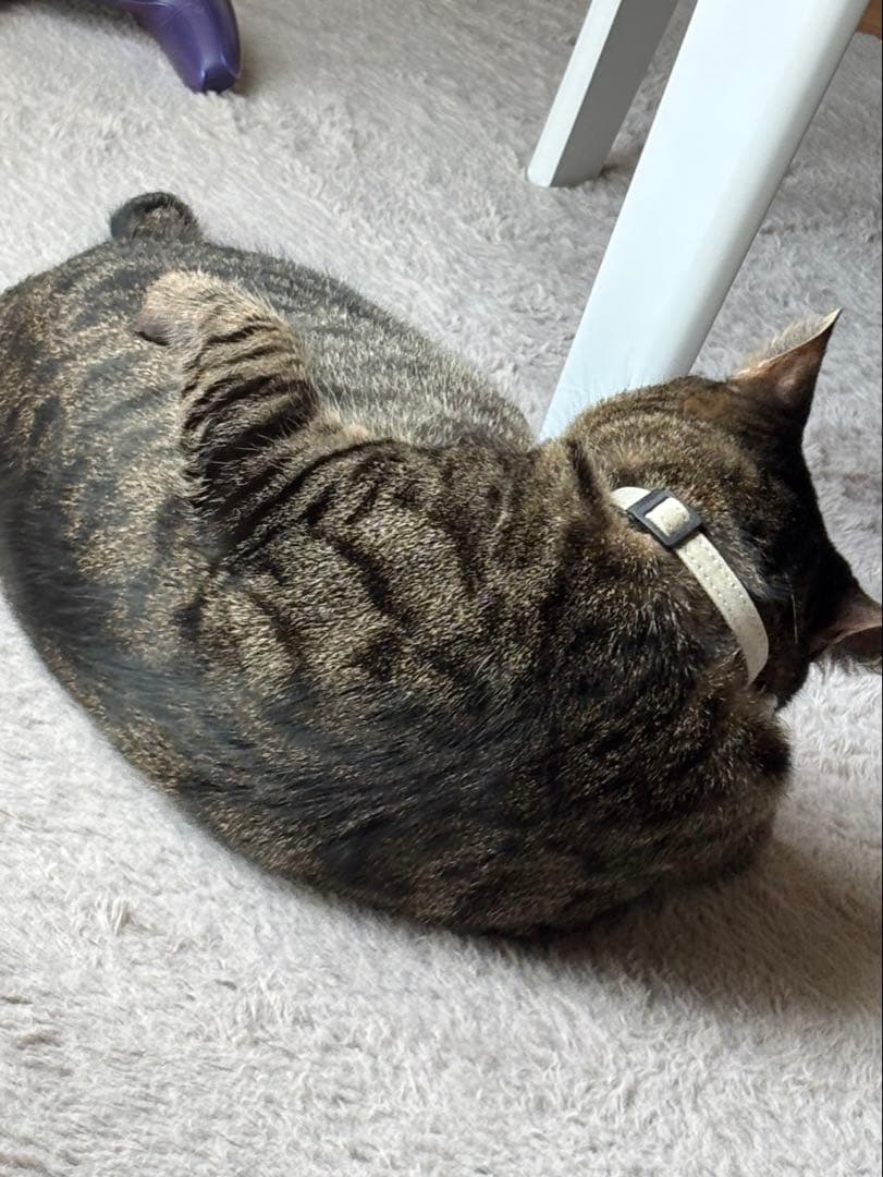 エフェクター　レクティーク　オーバードライブ