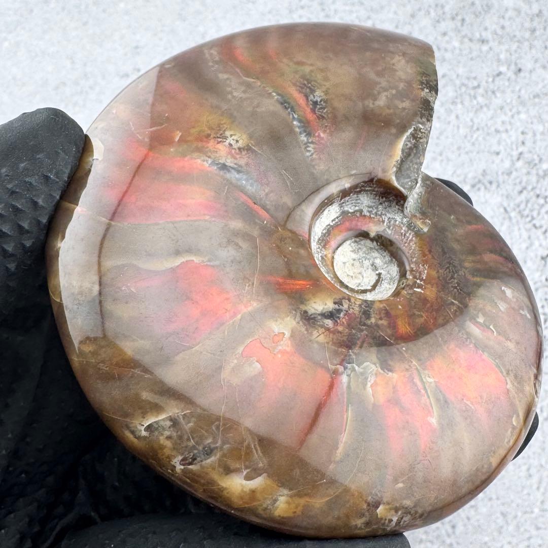 G-80天然アンモナイト原石　ファイアアンモナイト化石 天然石　コレクション標本