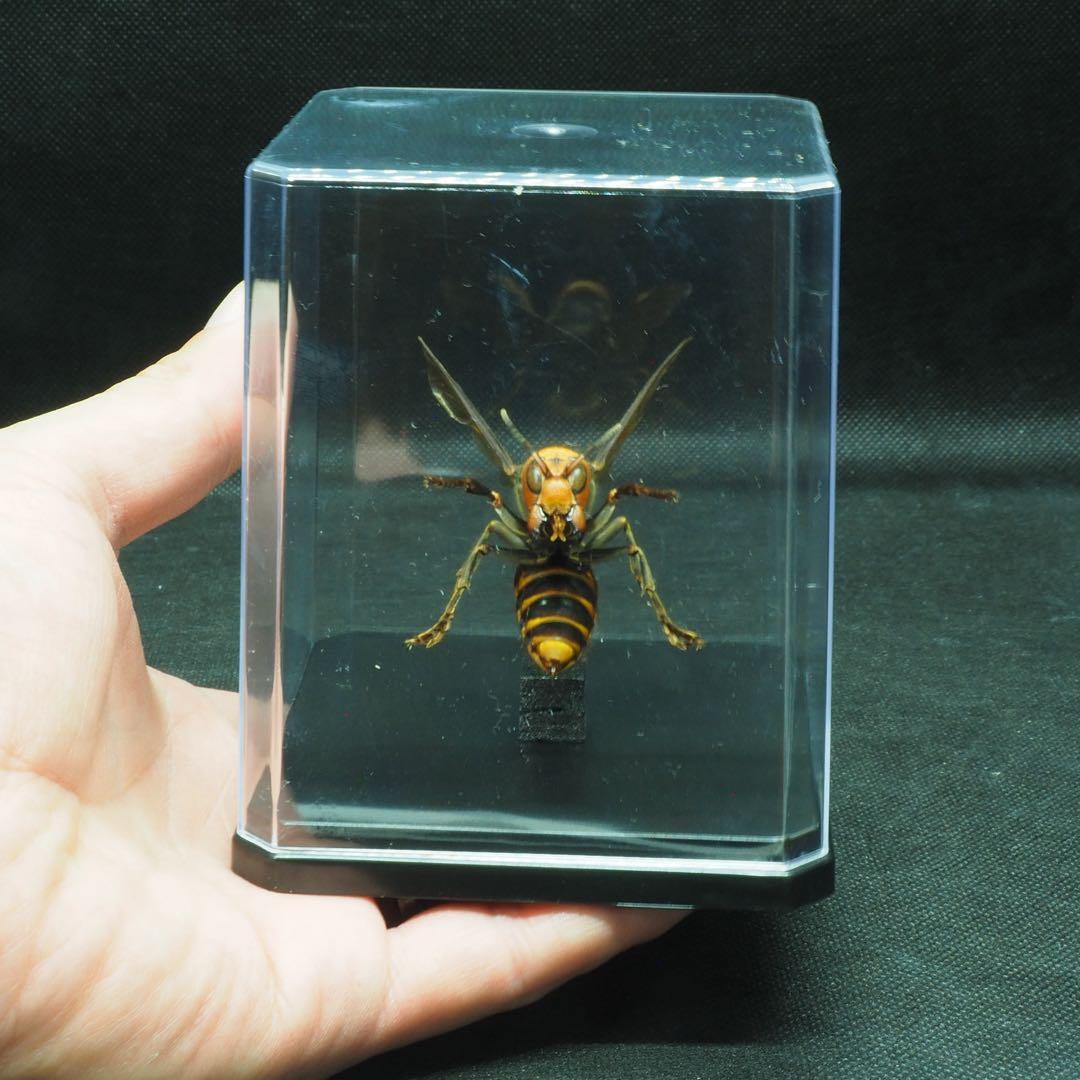 オオスズメバチ　女王蜂　立体標本2505