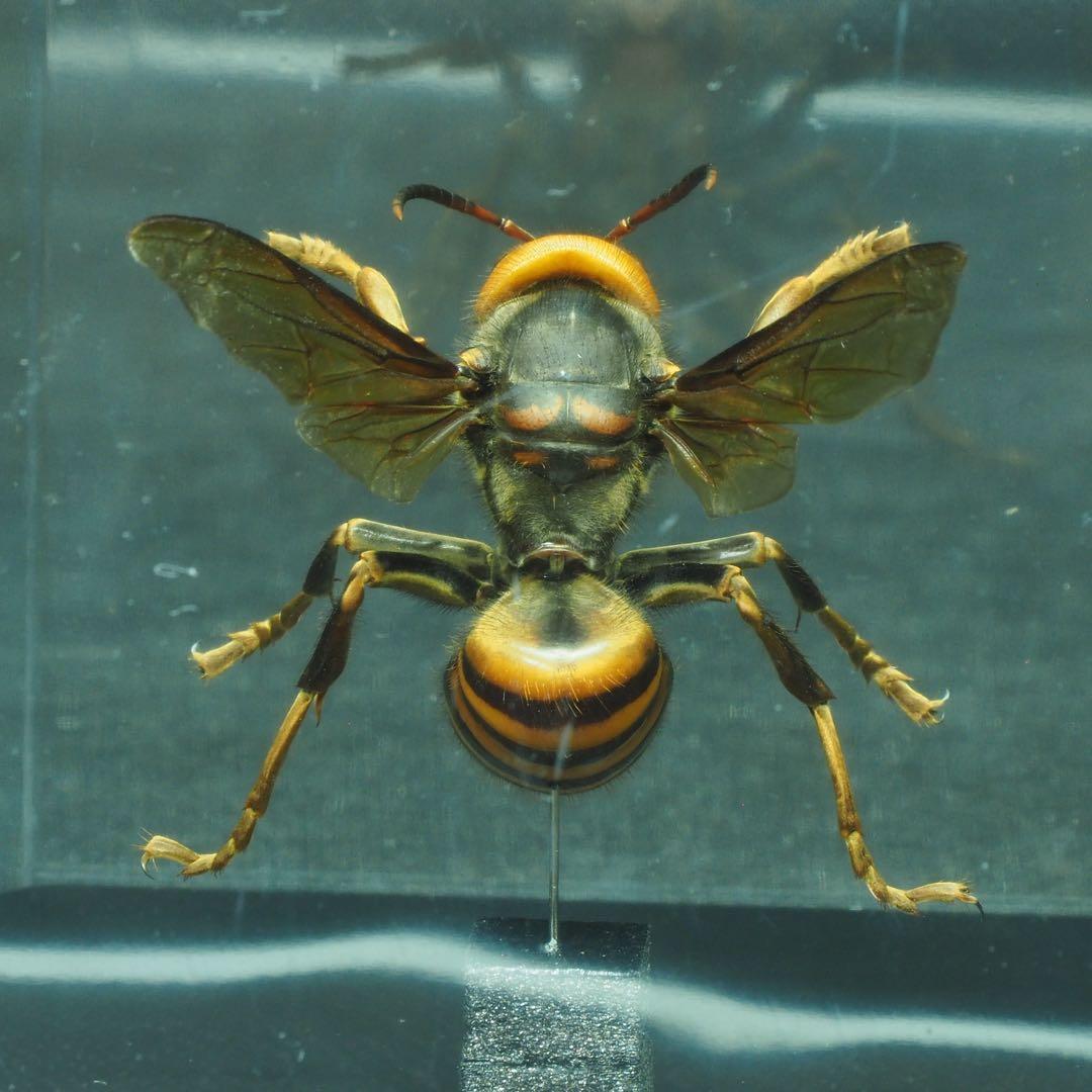 オオスズメバチ　女王蜂　立体標本2505