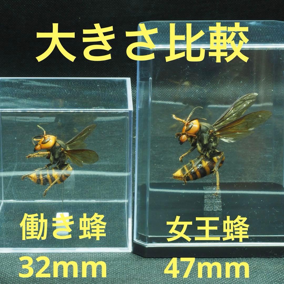 オオスズメバチ　女王蜂　立体標本2505