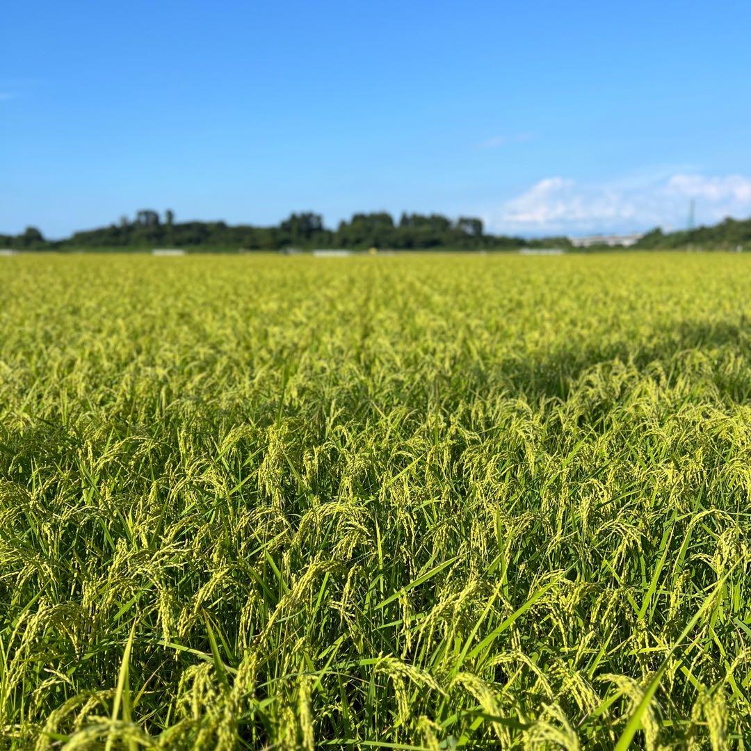 【令和7年産】【一等米】新潟県産従来品種コシヒカリ精米(白米)10kg B⑥