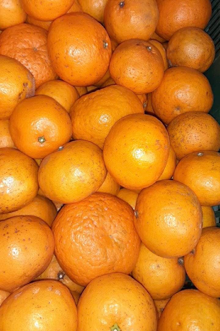 愛媛県産　甘平　柑橘　10kg