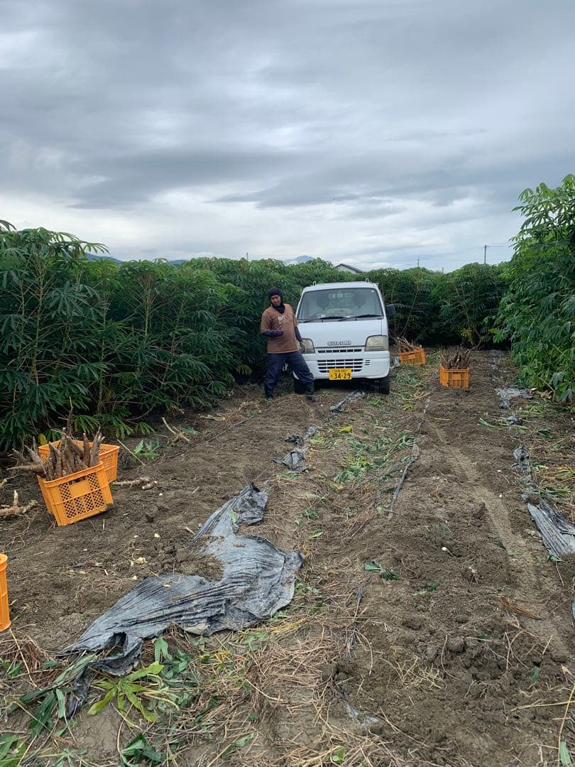キャッサバ芋 16Kg 新鮮