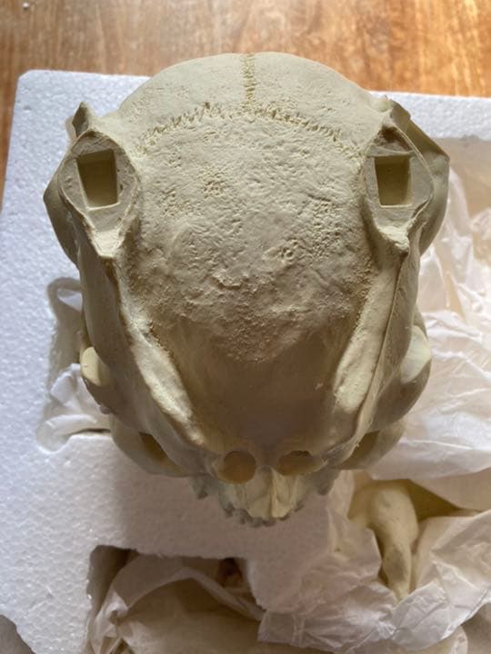 DEVILMANS'ＳKULL デビルマン スカルヘッド1/1