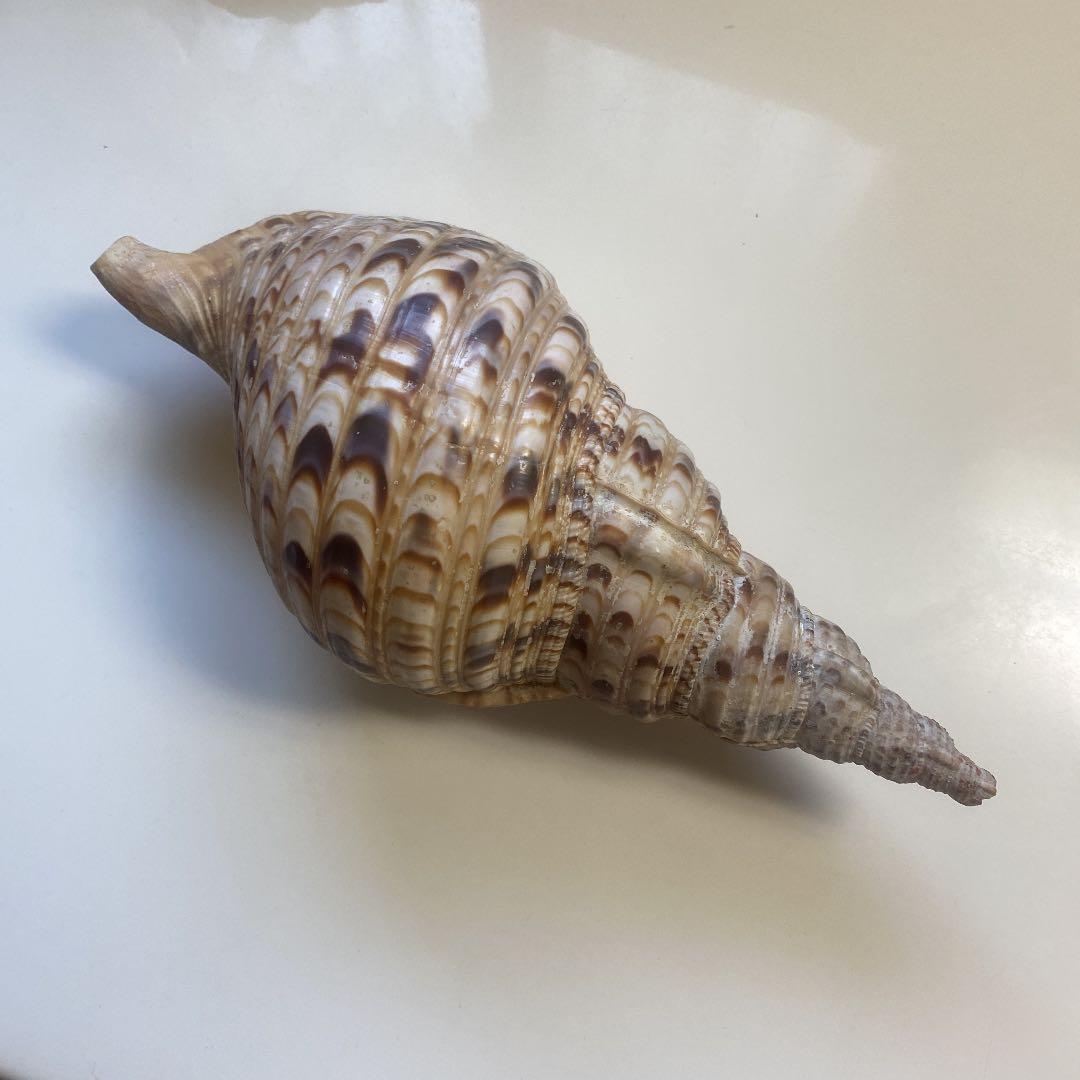 ホラ貝　法螺貝　天然　28cm