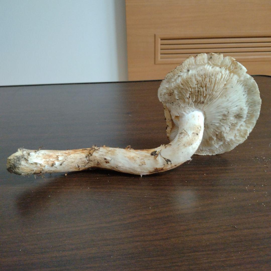 青森県産天然松茸