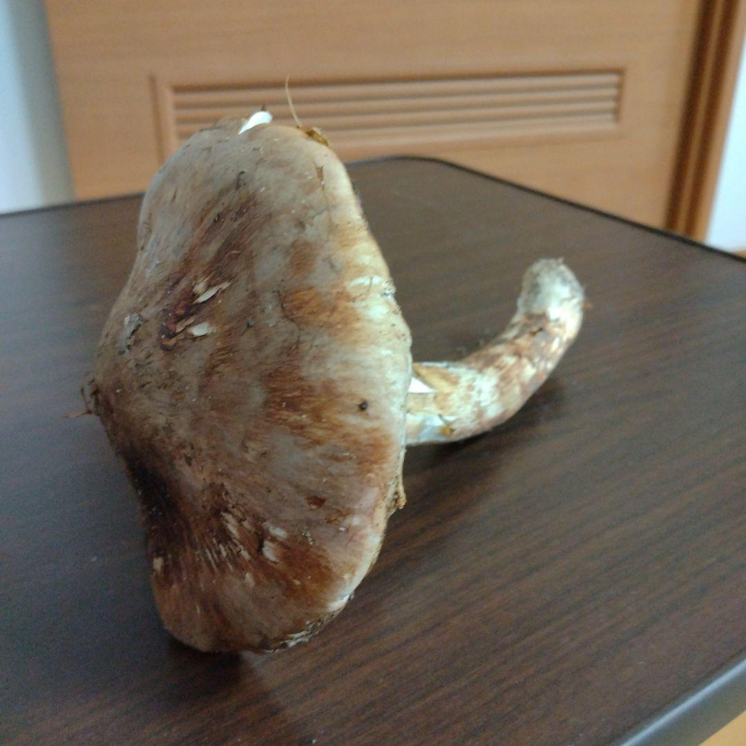 青森県産天然松茸