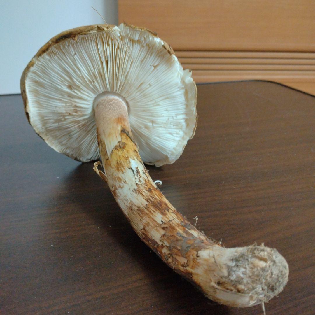 青森県産天然松茸