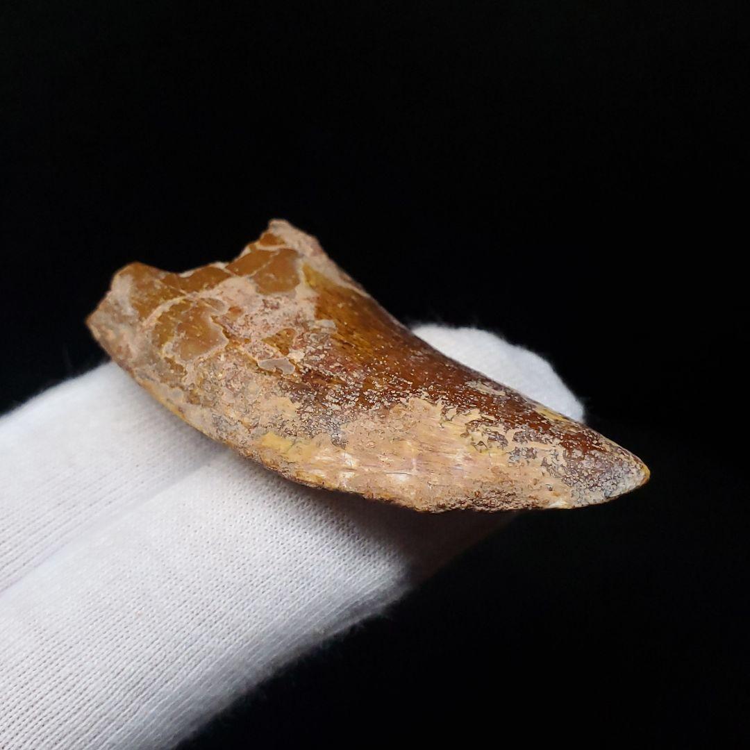 カルカロドントサウルス 歯 化石 本物 モロッコ産 50.56mm fca15