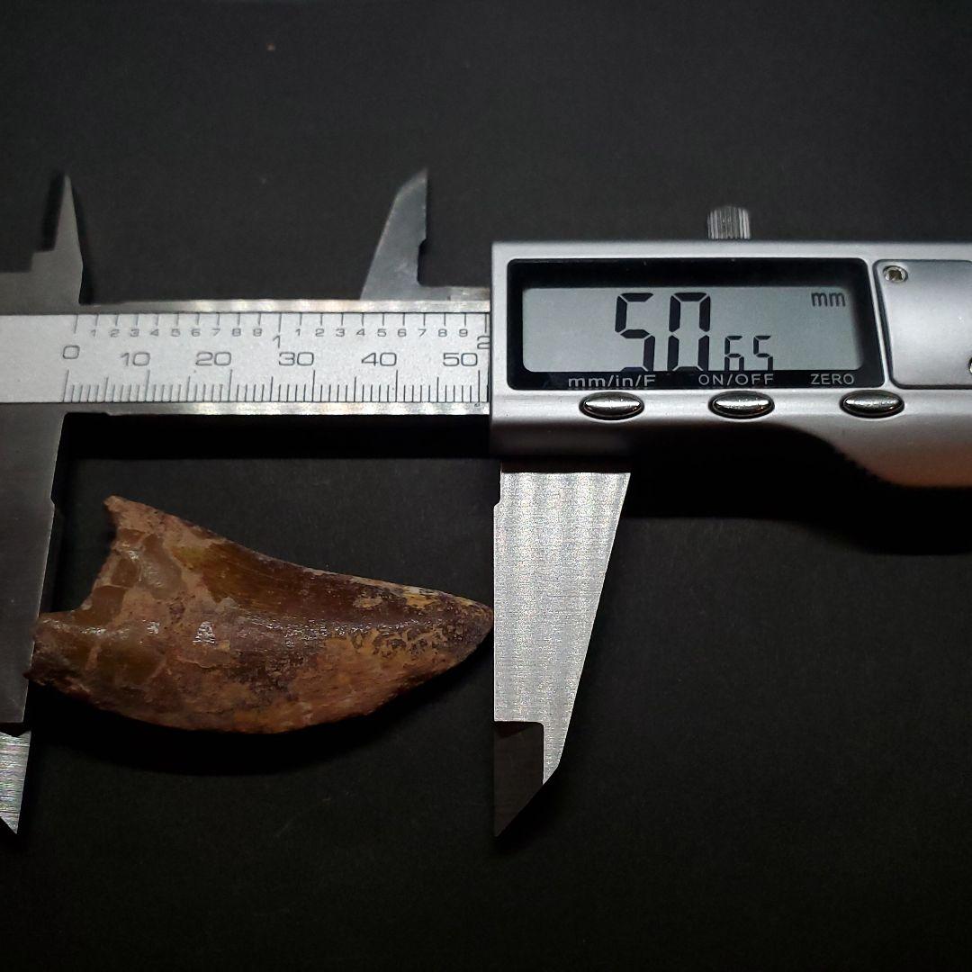 カルカロドントサウルス 歯 化石 本物 モロッコ産 50.56mm fca15