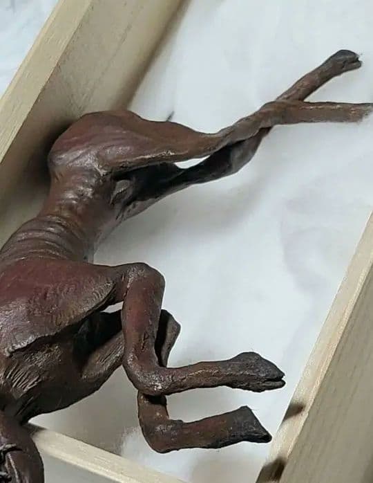 一点物「妖獣鬼鹿」のミイラ標本