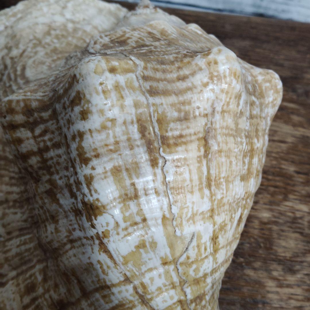 【希少・大型29cm】ブラジル産 ホラガイ 貝殻 天然石 インテリア 標本