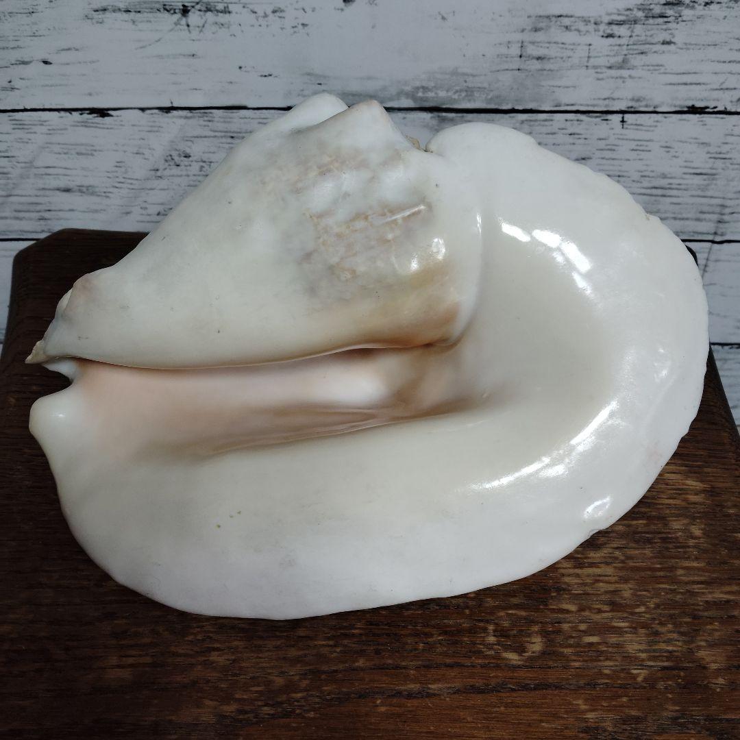 【希少・大型29cm】ブラジル産 ホラガイ 貝殻 天然石 インテリア 標本