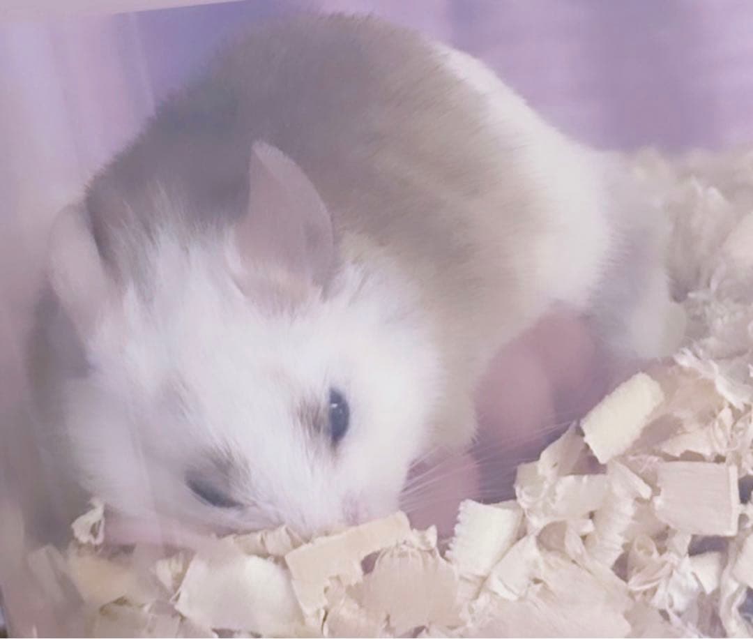 ✨冷凍ヤワゲネズミ✨お好きなサイズでご注文できます！