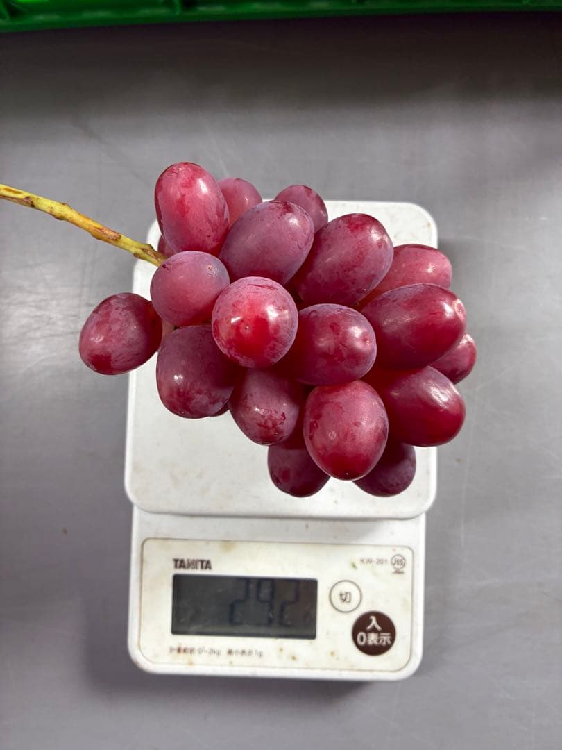 訳あり※ミニクイーンルージュ12房※超小房（約3k）本日発送！朝採り直送