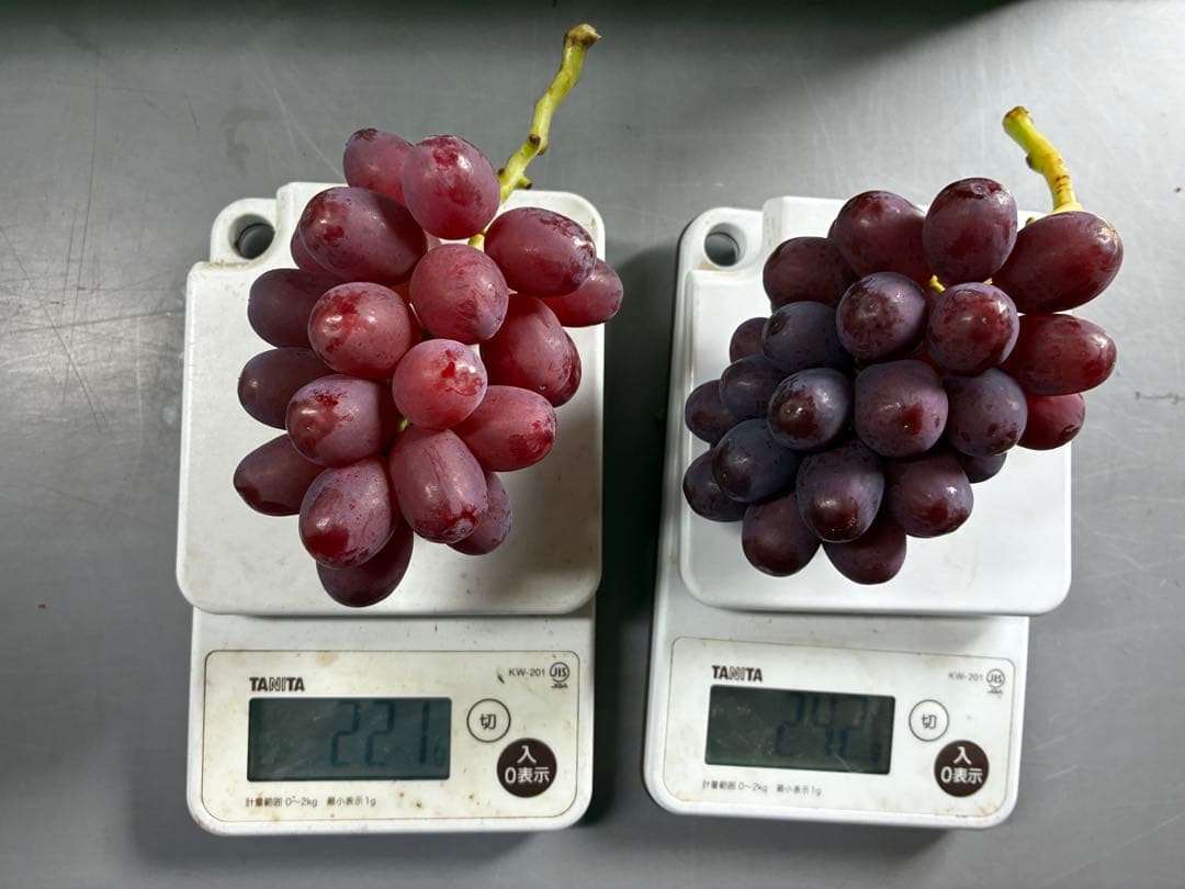 訳あり※ミニクイーンルージュ12房※超小房（約3k）本日発送！朝採り直送