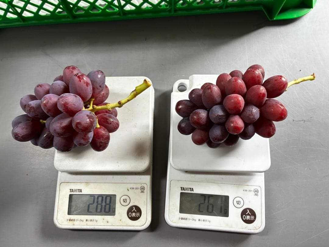 訳あり※ミニクイーンルージュ12房※超小房（約3k）本日発送！朝採り直送