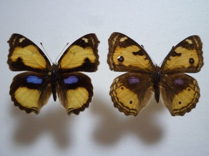 【外国産蝶標本】ルリボシタテハモドキ♀♂/香港産/♀53mm♂49mm