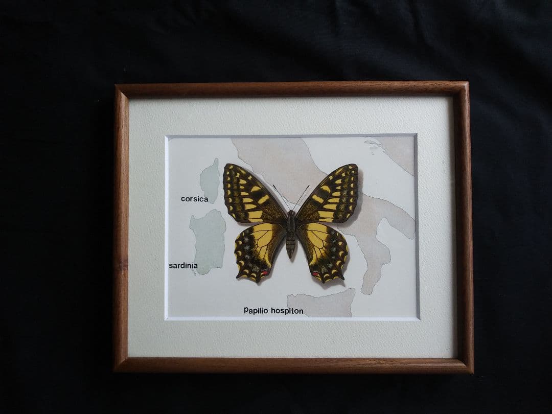 コルシカキアゲハ