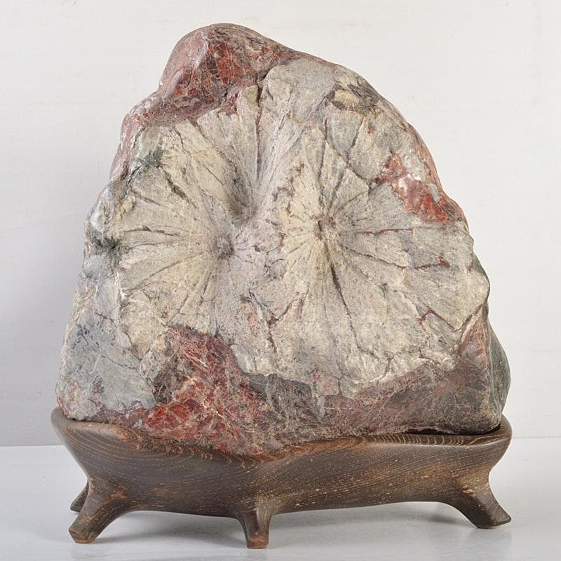 天然石　鑑賞石　菊花石　置物　重さ約24.8kg　唐木台付　F　R6820F