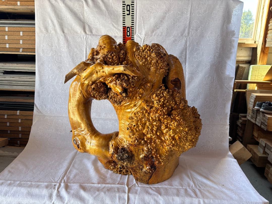 自然木の彫刻 装飾品 約75cm 高級感抜群　自立