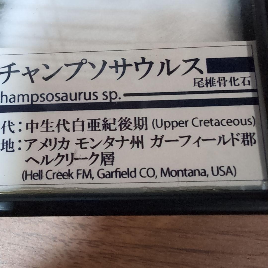 本物　中生代白亜紀　チャンプソサウルスの尾椎骨の化石　モンタナ　ラベルケース付き