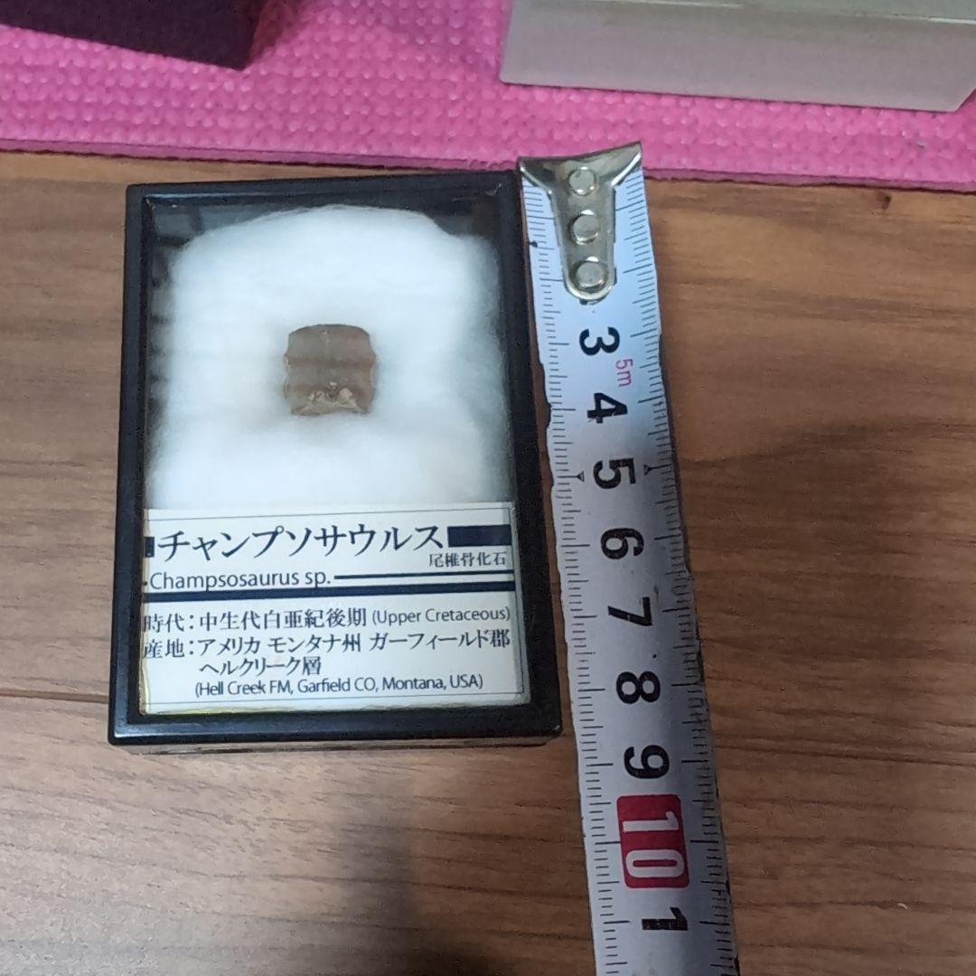 本物　中生代白亜紀　チャンプソサウルスの尾椎骨の化石　モンタナ　ラベルケース付き