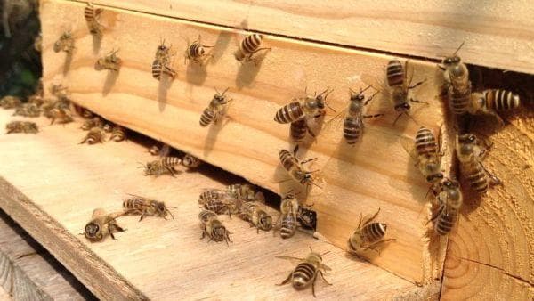 日本蜜蜂100%純粋蜂蜜