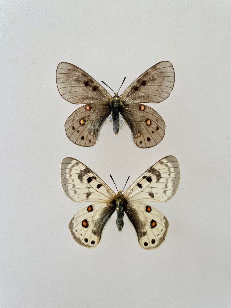 【黒化型】パルナシウス・デルフィウス（1ペア、ロシア産）