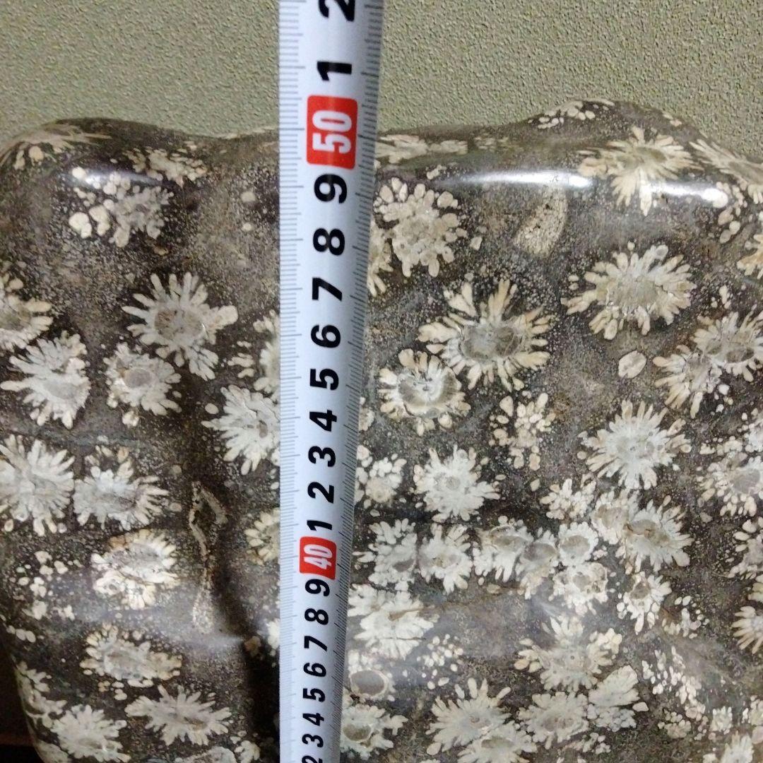 菊花石　特大　石