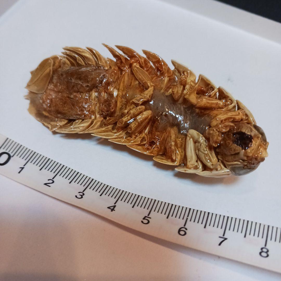 グソクムシ標本　 約8cm