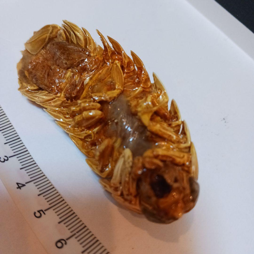 グソクムシ標本　 約8cm
