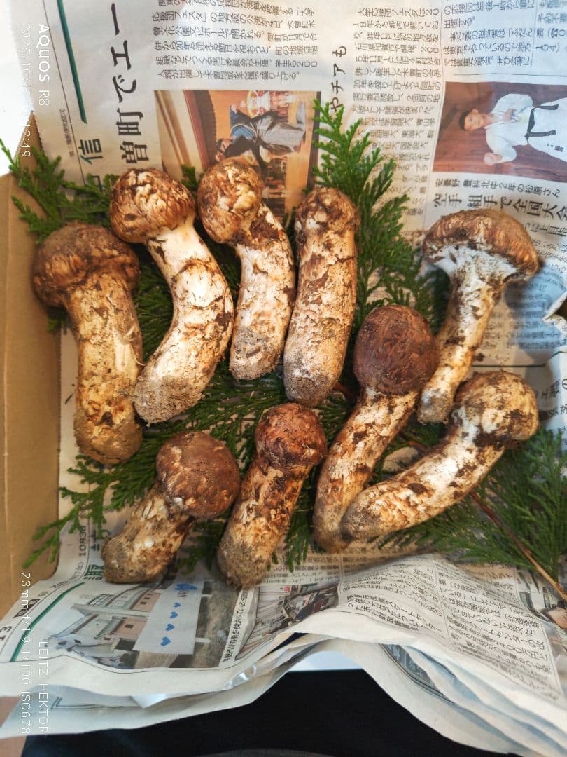 信州産　松茸良型サイズ