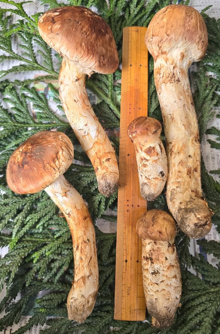 松茸 岩手県産 415g（141＋124＋76＋74)極上品 +コウタケ