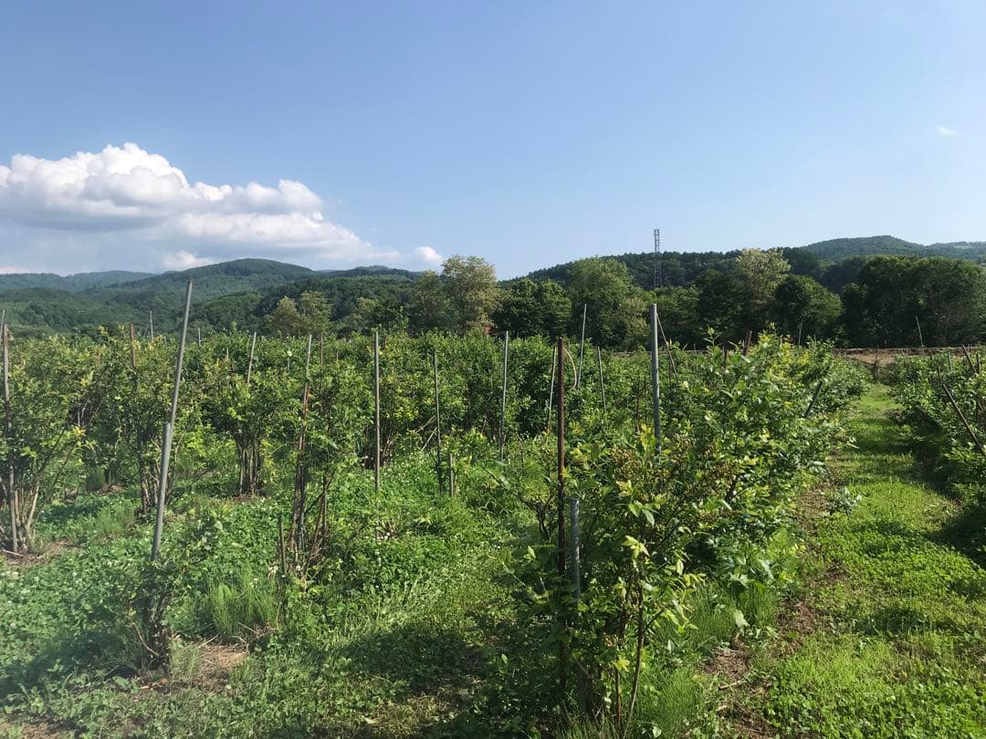 チーボー冷凍ハスカップ2キロ★