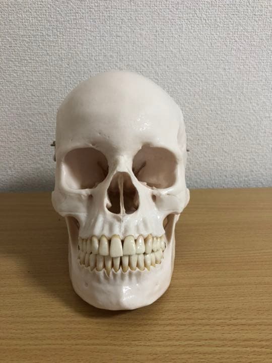頭蓋骨模型　NISSIN製　P10-SB.1