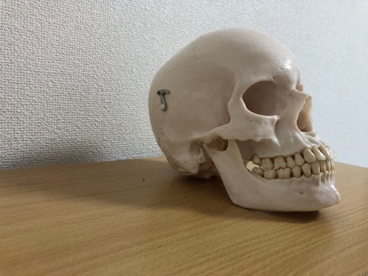 頭蓋骨模型　NISSIN製　P10-SB.1