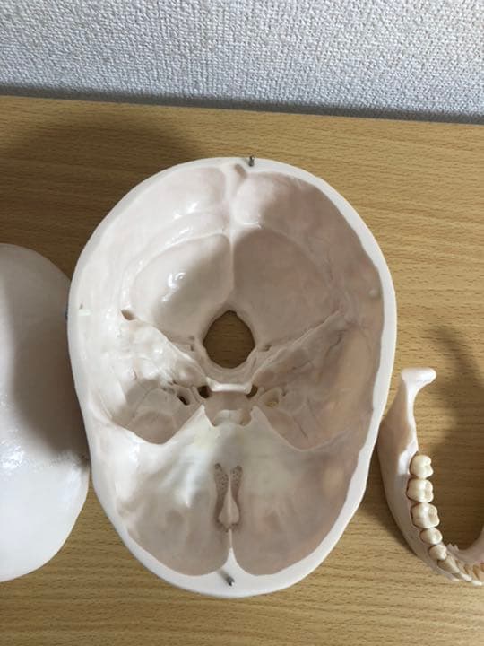 頭蓋骨模型　NISSIN製　P10-SB.1