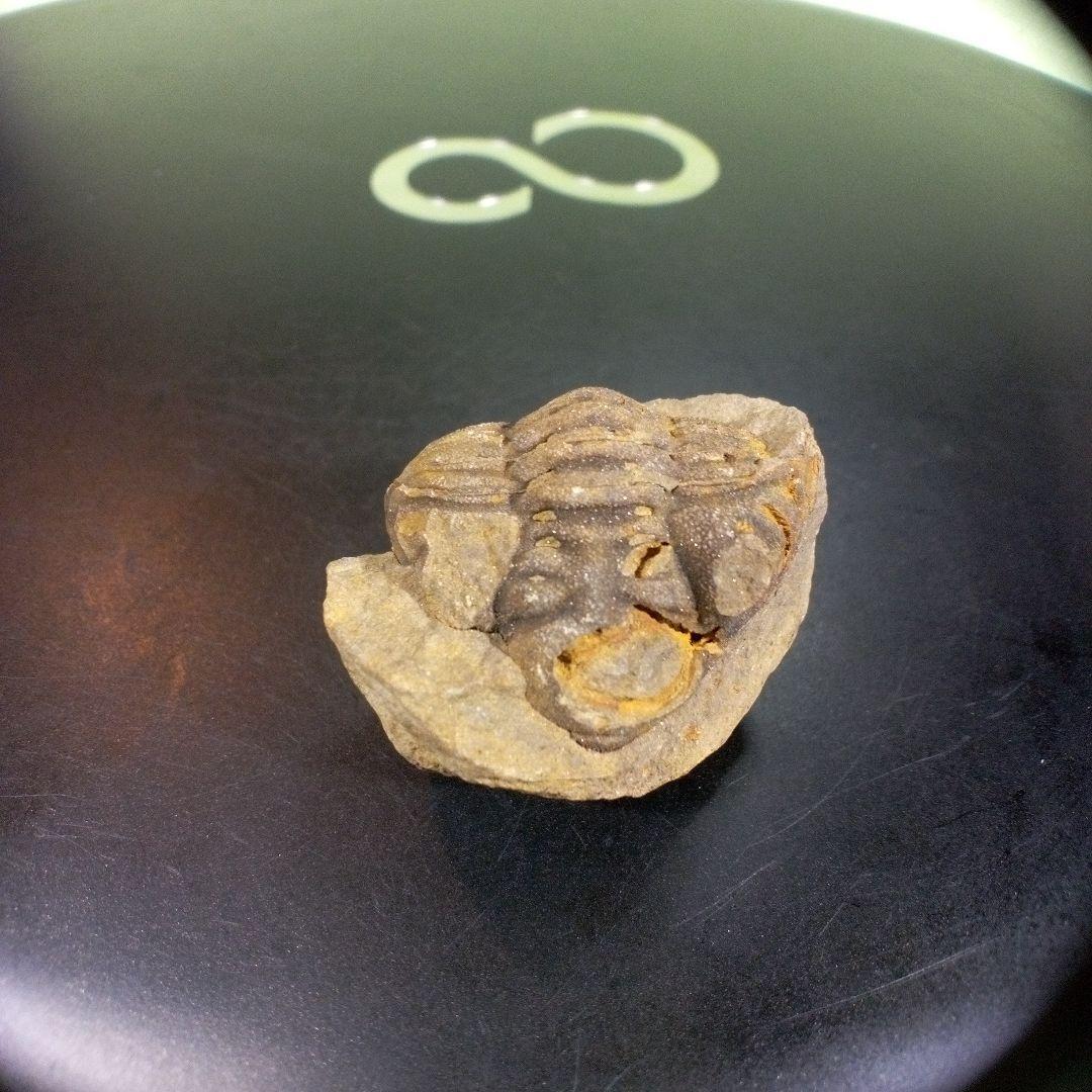 三葉虫　化石　fossil　ボリビア産　trilobite　三葉虫判別⑤