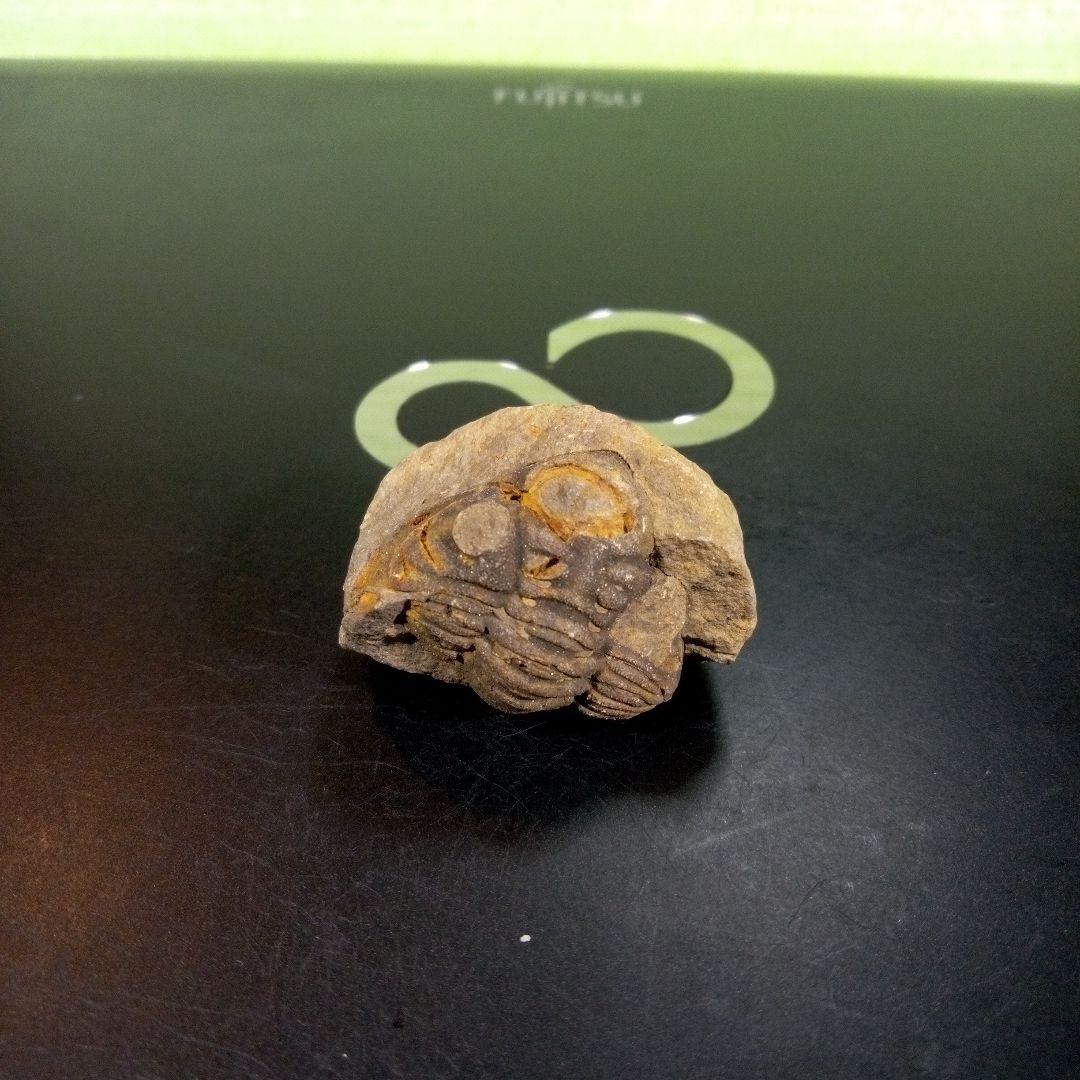 三葉虫　化石　fossil　ボリビア産　trilobite　三葉虫判別⑤
