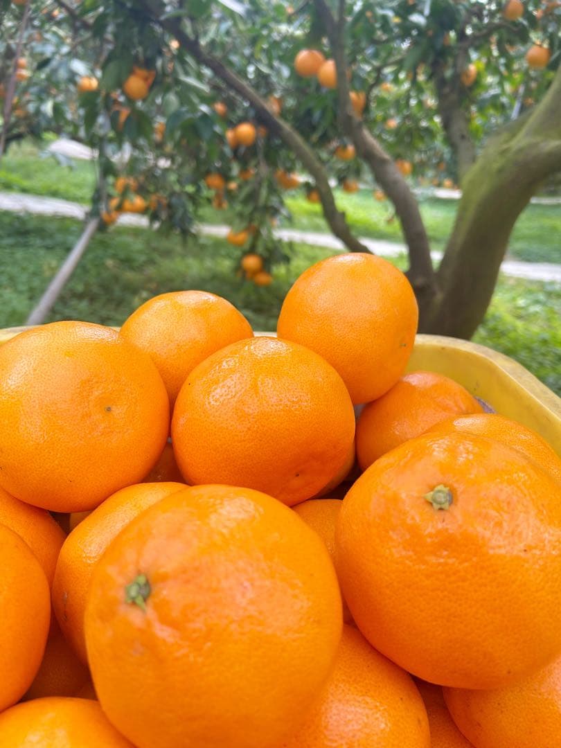 せとか 15玉の2箱セット