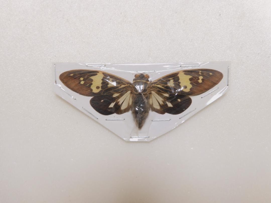 セミ8点セット2